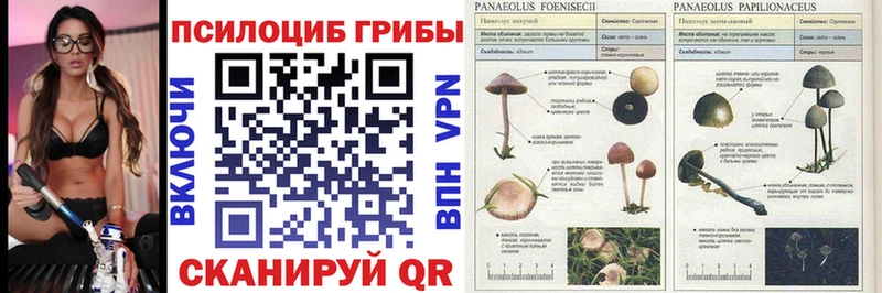 Галлюциногенные грибы Psilocybe дарнет шоп Домодедово